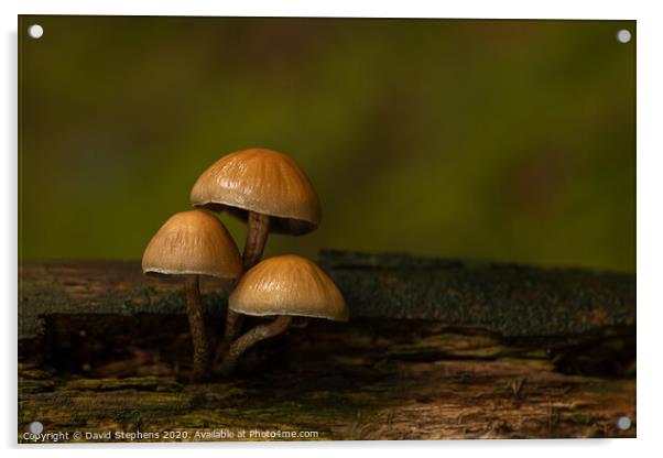 Group of three toadstools Acrylic by David Stephens