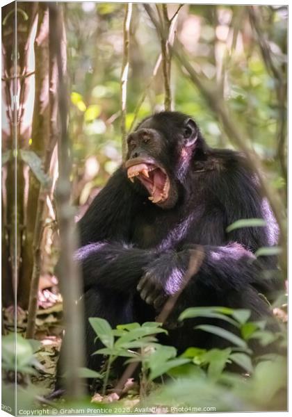 A chimpanzee in forest in Uganda bares his teeth Canvas Print by Graham Prentice