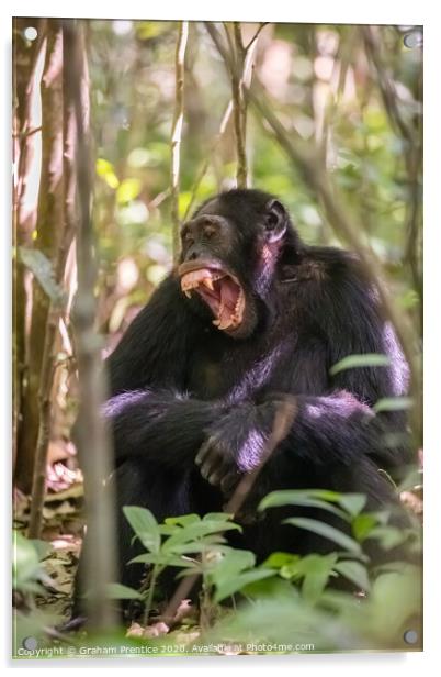 A chimpanzee in forest in Uganda bares his teeth Acrylic by Graham Prentice