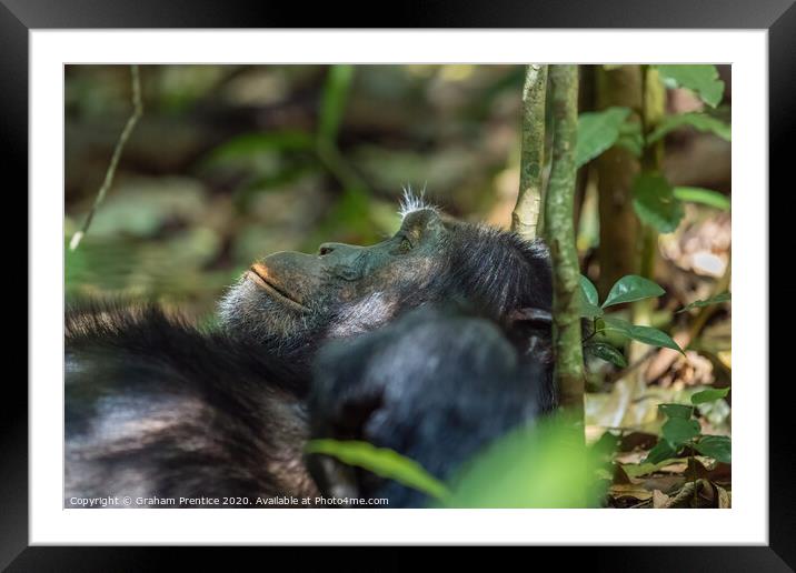 A chimpanzee relaxes in the jungle Framed Mounted Print by Graham Prentice