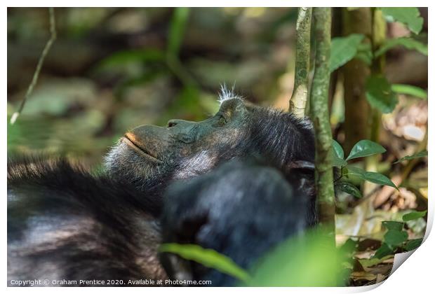 A chimpanzee relaxes in the jungle Print by Graham Prentice