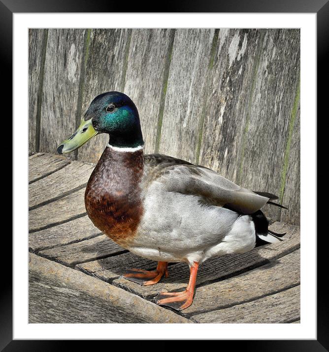 sitting duck Framed Mounted Print by Heather Newton
