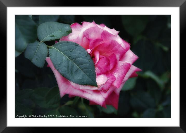 Pink Rose flower Framed Mounted Print by Elaine Manley