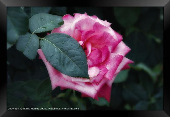 Pink Rose flower Framed Print by Elaine Manley