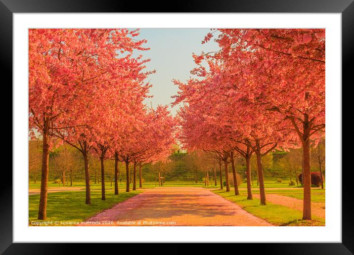 an avenue of blooming cherry trees in a garden Framed Mounted Print by susanna mattioda