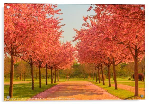 an avenue of blooming cherry trees in a garden Acrylic by susanna mattioda