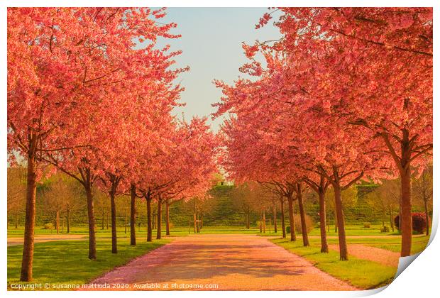 an avenue of blooming cherry trees in a garden Print by susanna mattioda