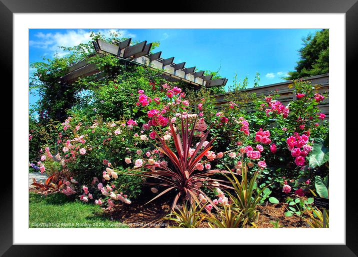 The Rose Garden  flowers  Framed Mounted Print by Elaine Manley