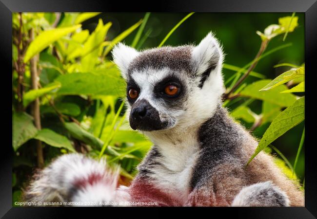 close-up  of a lemur of Madagascar Framed Print by susanna mattioda