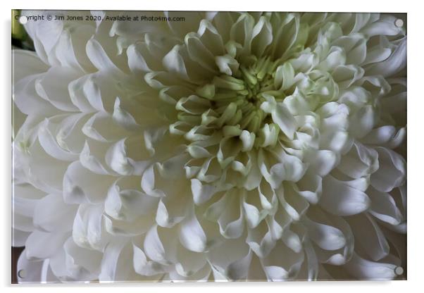 Classic Chrysanthemum Acrylic by Jim Jones