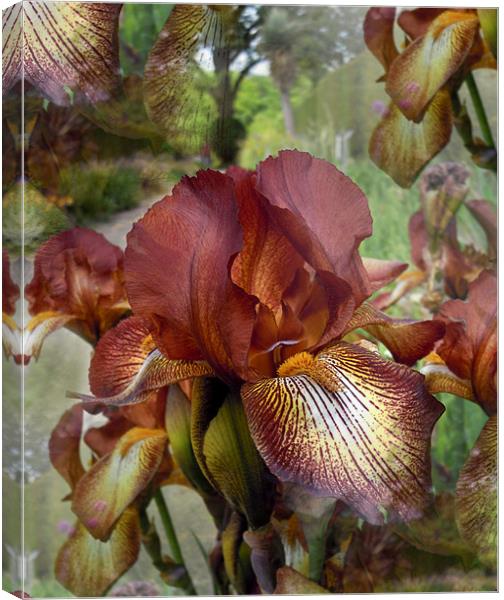 copper irises abstract Canvas Print by Heather Newton