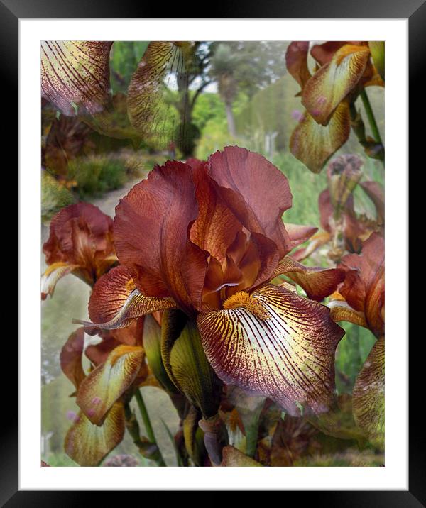 copper irises abstract Framed Mounted Print by Heather Newton