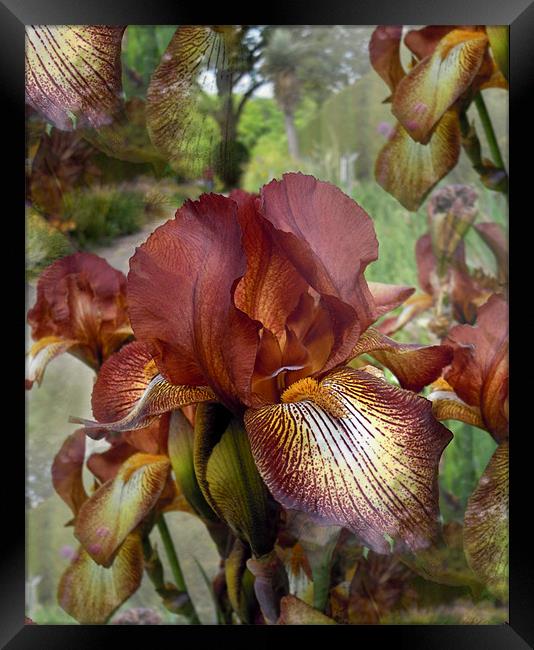 copper irises abstract Framed Print by Heather Newton