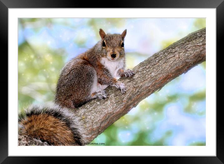 I will pose for a peanut Framed Mounted Print by Elaine Manley