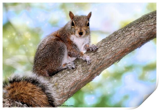 I will pose for a peanut Print by Elaine Manley