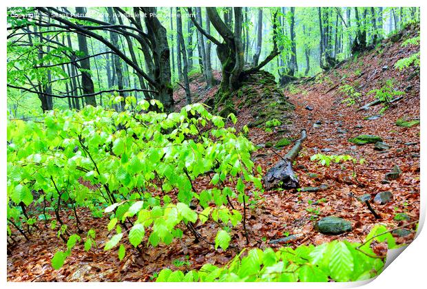 Narrow steep mountain path in a rainy forest with fallen leaves. Print by Sergii Petruk