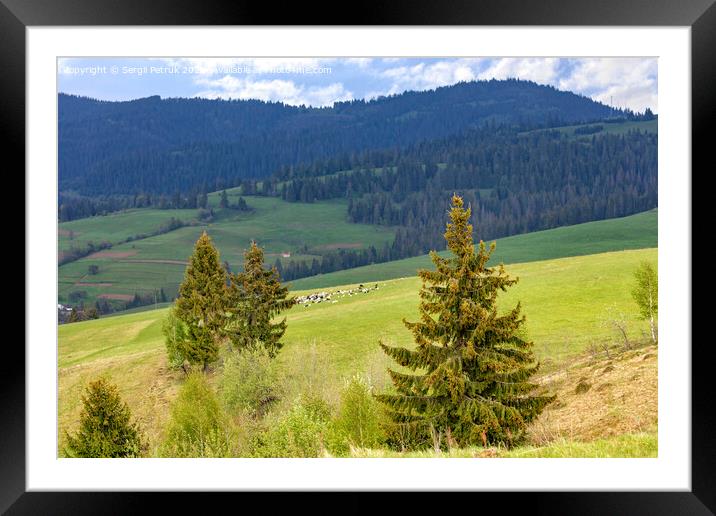 Single pines grow on the hillside in the Carpathians. Far away a flock of sheep graze. Mountain landscape, coniferous forests. Framed Mounted Print by Sergii Petruk