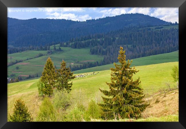 Single pines grow on the hillside in the Carpathians. Far away a flock of sheep graze. Mountain landscape, coniferous forests. Framed Print by Sergii Petruk