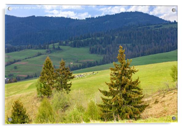 Single pines grow on the hillside in the Carpathians. Far away a flock of sheep graze. Mountain landscape, coniferous forests. Acrylic by Sergii Petruk