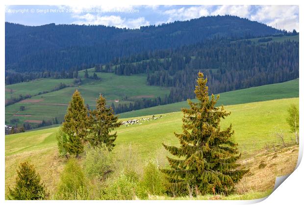 Single pines grow on the hillside in the Carpathians. Far away a flock of sheep graze. Mountain landscape, coniferous forests. Print by Sergii Petruk