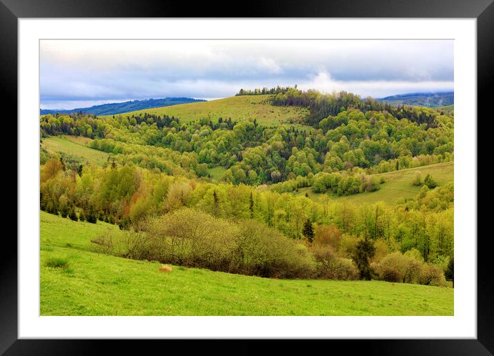 The hills of the Carpathian mountains are overgrown with young deciduous trees, the view of the spring Carpathians from a height. Framed Mounted Print by Sergii Petruk