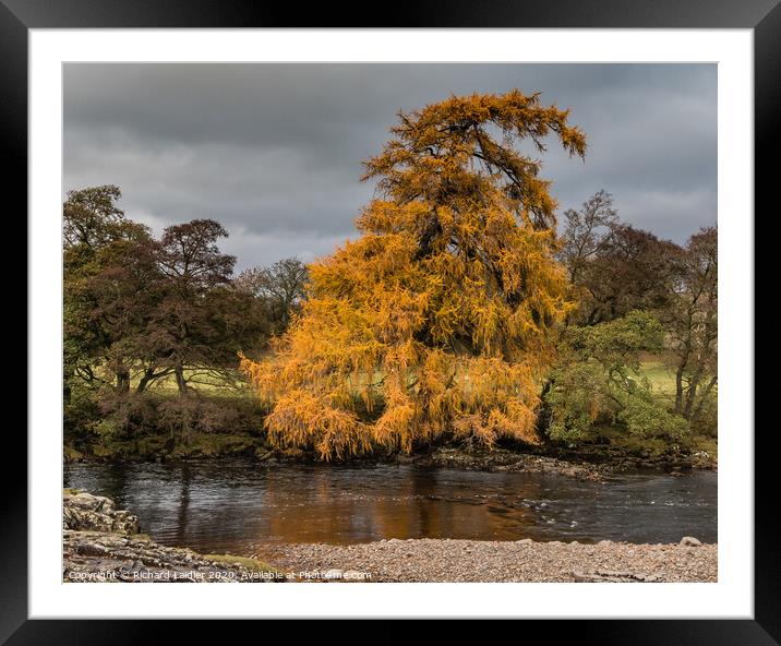 Autumn Riverbank Larch Framed Mounted Print by Richard Laidler