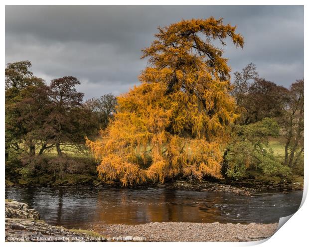 Autumn Riverbank Larch Print by Richard Laidler