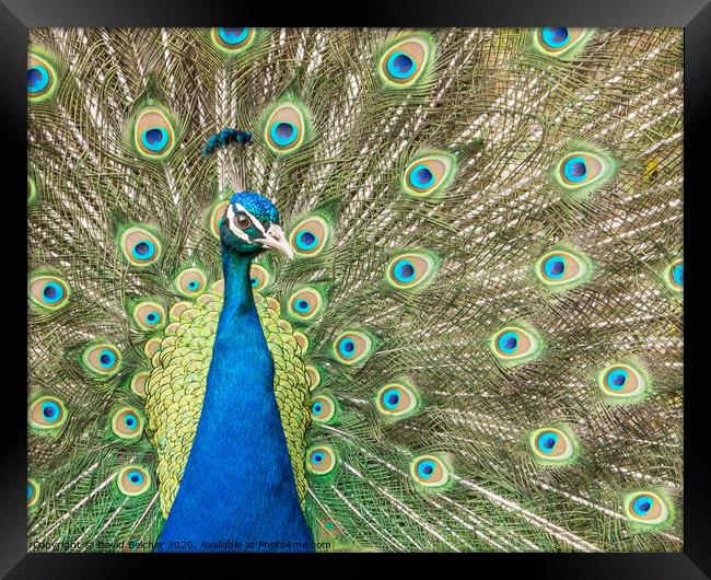 Peacock Framed Print by David Belcher