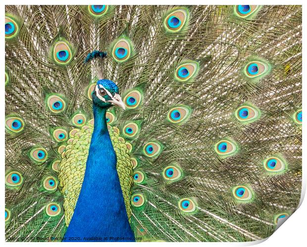 Peacock Print by David Belcher