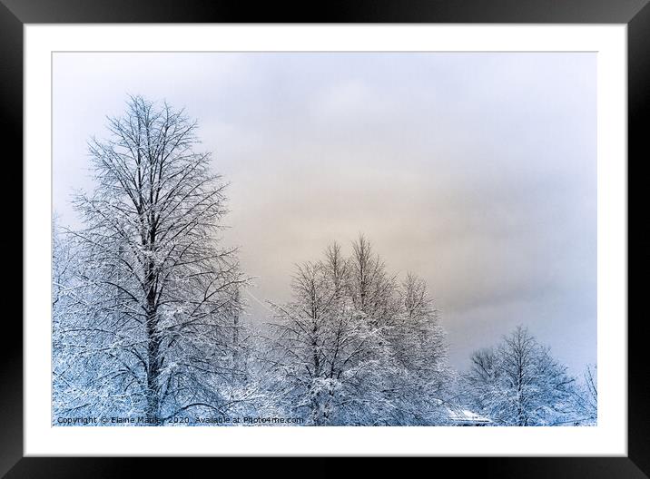 Winter Trees after the Storm  Framed Mounted Print by Elaine Manley