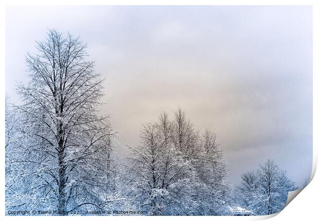 Winter Trees after the Storm  Print by Elaine Manley