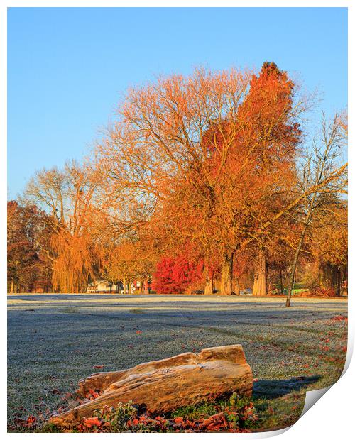 Autumn colour on a frosty morning Print by David Belcher