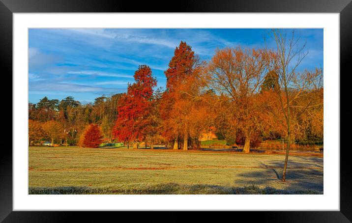 Autumn trees Framed Mounted Print by David Belcher