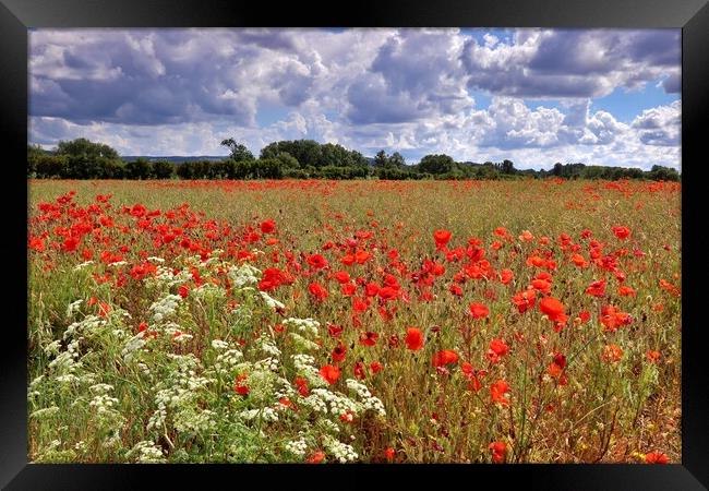 Poppy Field in the Cotswolds Framed Print by Susan Snow