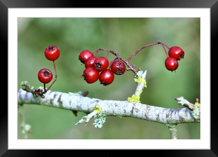Christmas Berries Framed Mounted Print by Susan Snow