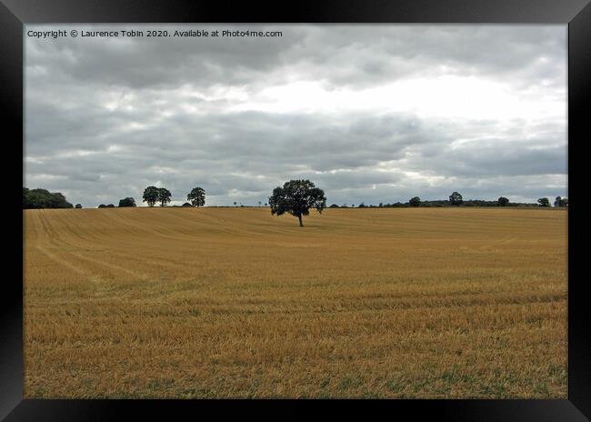 Solitary Tree In Mown Field, Essex Framed Print by Laurence Tobin
