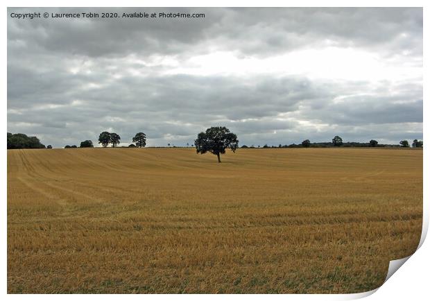 Solitary Tree In Mown Field, Essex Print by Laurence Tobin
