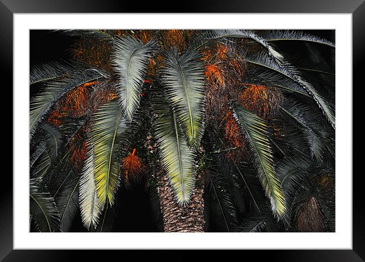Date Palm Framed Mounted Print by Karen Martin