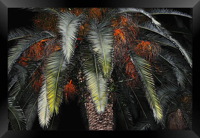 Date Palm Framed Print by Karen Martin