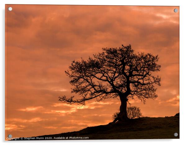 Peak District Sunrise tree Acrylic by Stephen Munn