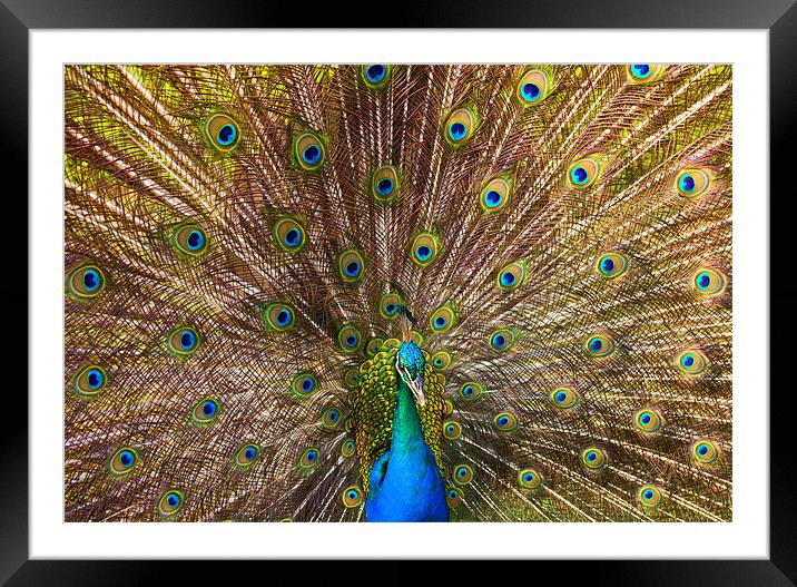 Showing Your Colors Framed Mounted Print by Mike Dawson