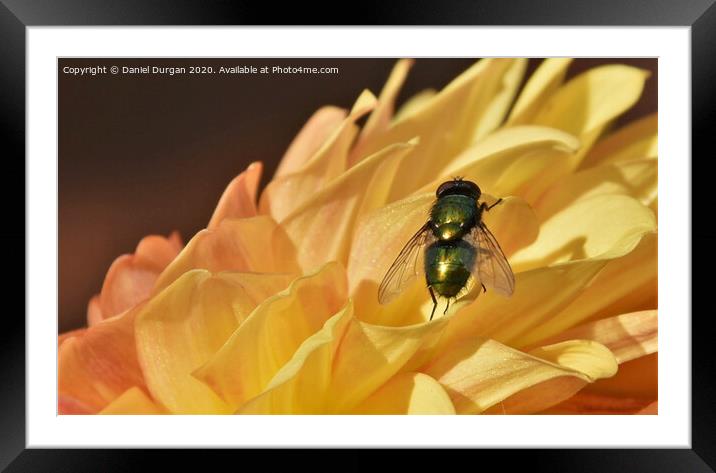Fly on a yellow flower Framed Mounted Print by Daniel Durgan