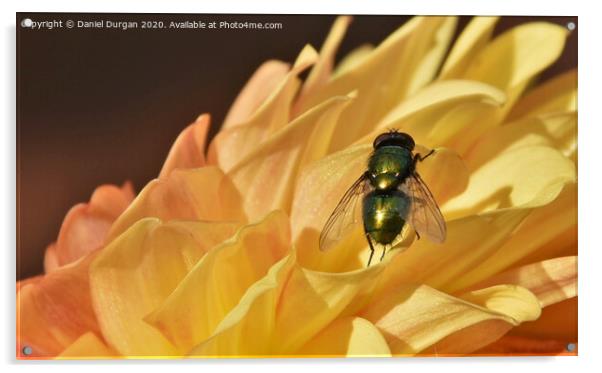 Fly on a yellow flower Acrylic by Daniel Durgan