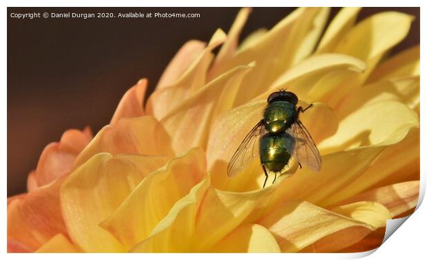 Fly on a yellow flower Print by Daniel Durgan