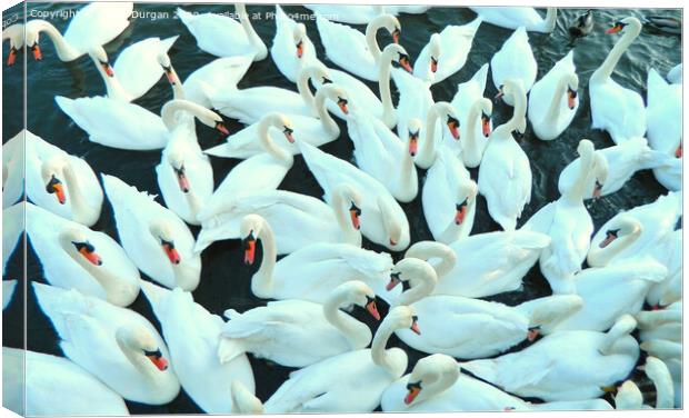 Many Swans Gathering Canvas Print by Daniel Durgan