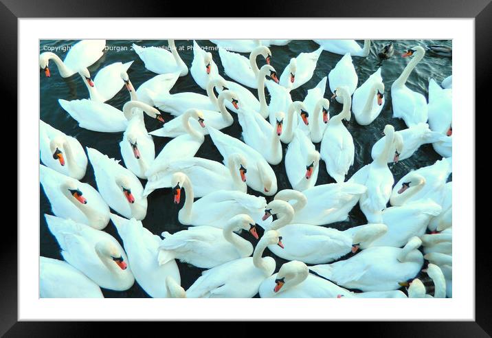 Many Swans Gathering Framed Mounted Print by Daniel Durgan