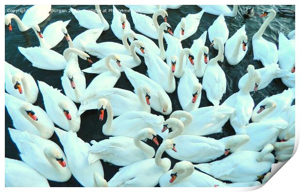 Many Swans Gathering Print by Daniel Durgan