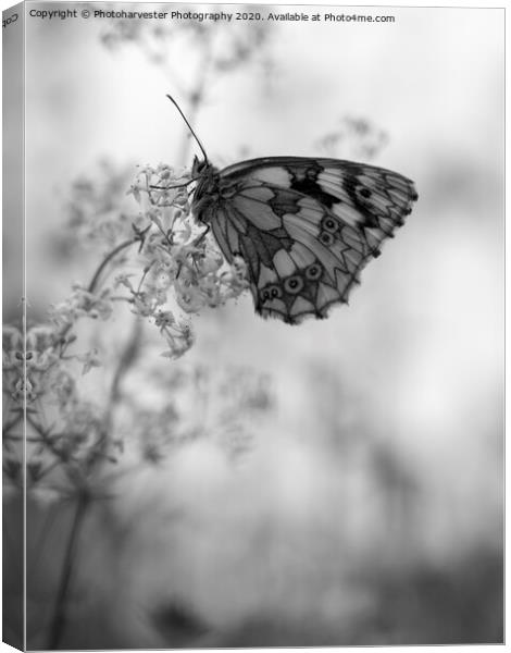 Marbled White  Butterfly on Bedstraw Canvas Print by Elizabeth Debenham