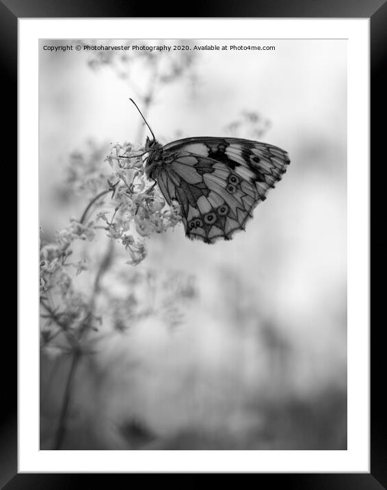 Marbled White  Butterfly on Bedstraw Framed Mounted Print by Elizabeth Debenham