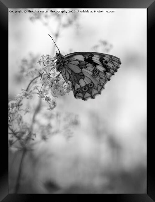 Marbled White  Butterfly on Bedstraw Framed Print by Elizabeth Debenham